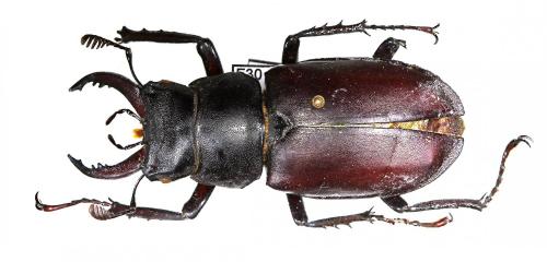 Réf. 198 570 : Lucanus cervus